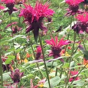 Meet your Posher, Julianne